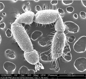 Media type: image;   Invertebrate Zoology 134654
